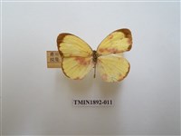 藏品(亮色黃蝶)的圖片